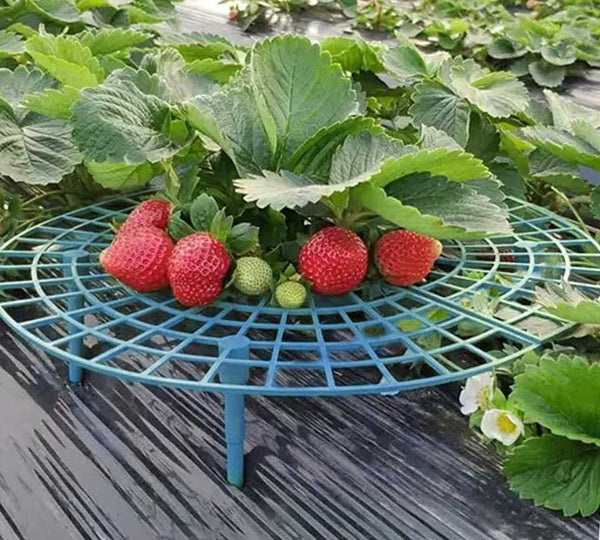 Supports à fraises (6 pièces)